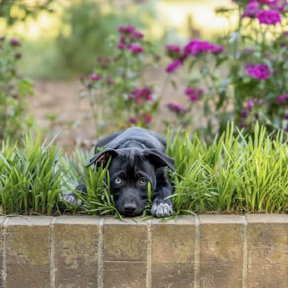 Enlarge Bowie , a ADOPTABLE mixed breed in Mt Pleasant, SC image 2/6