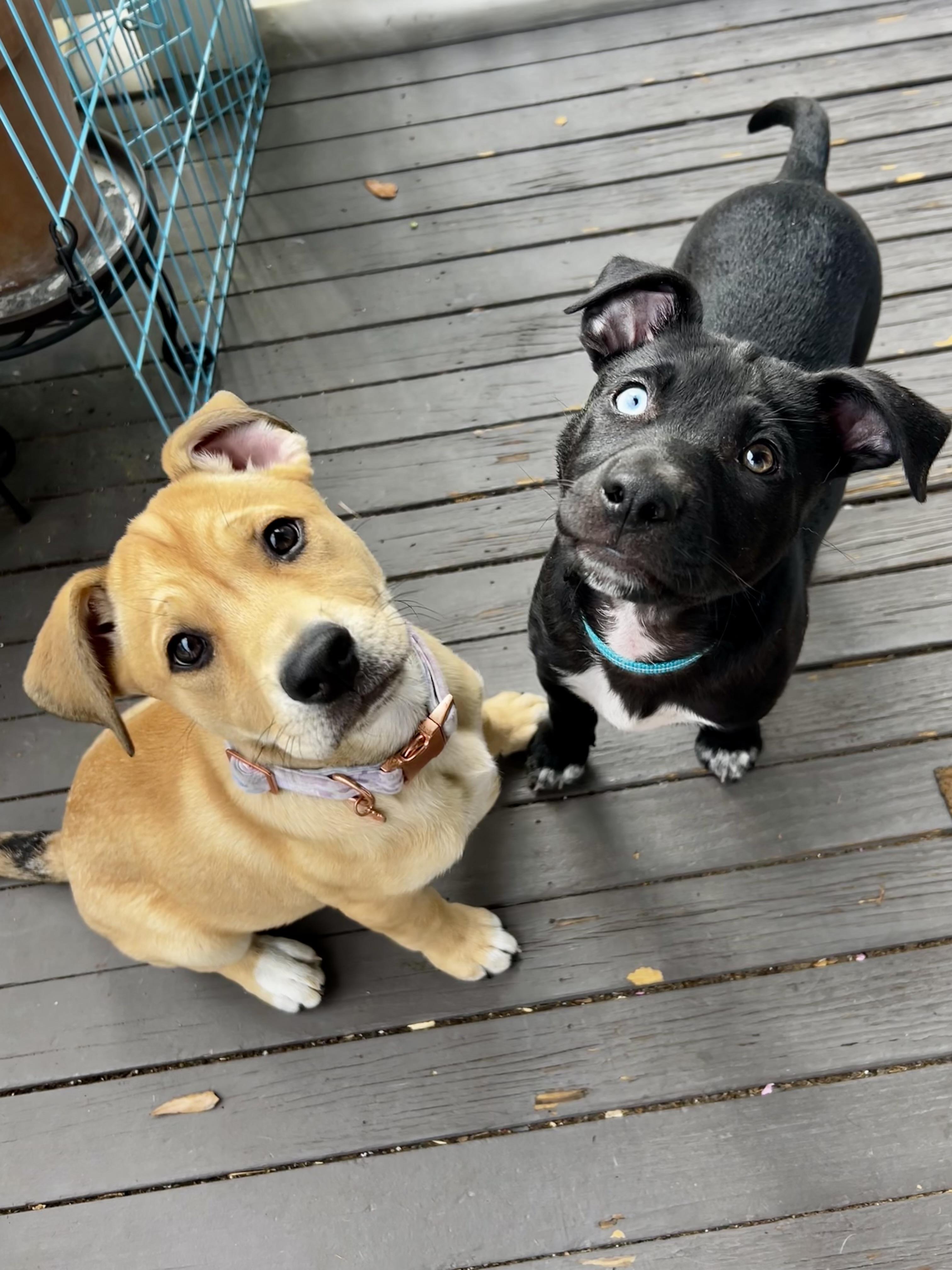 Enlarge Bowie , a ADOPTABLE mixed breed in Mt Pleasant, SC image 2/4