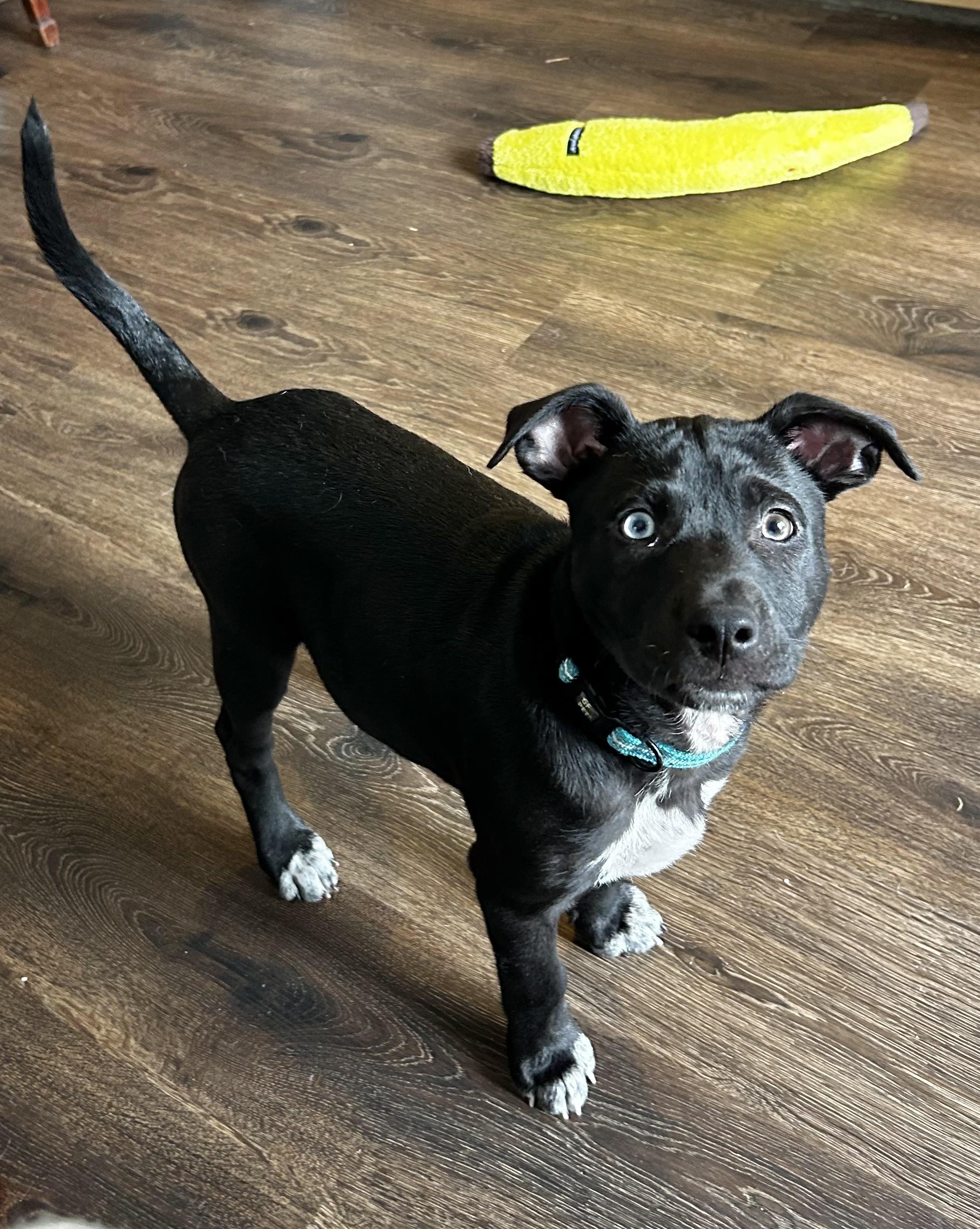 Enlarge Bowie , a ADOPTABLE mixed breed in Mt Pleasant, SC image 4/4