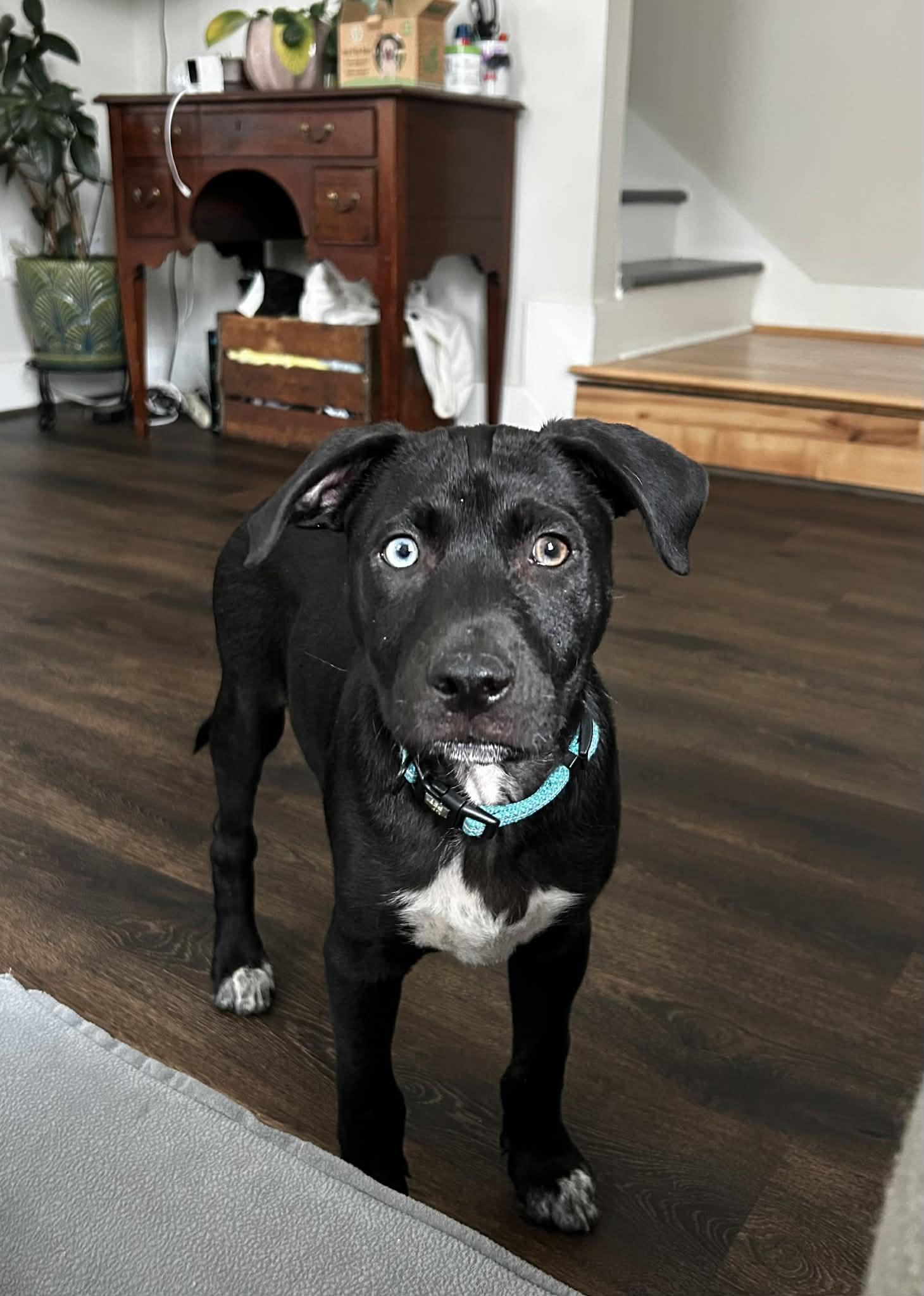 Enlarge Bowie , a ADOPTABLE mixed breed in Mt Pleasant, SC image 3/6