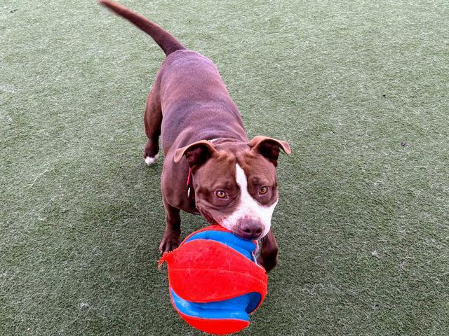 Enlarge CHOCO, a Adoptable Pit Bull Terrier in Martinez, CA image 1/1