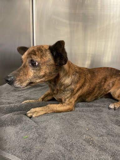 Zeke Jonas, Adoptable, Young Male Dachshund.