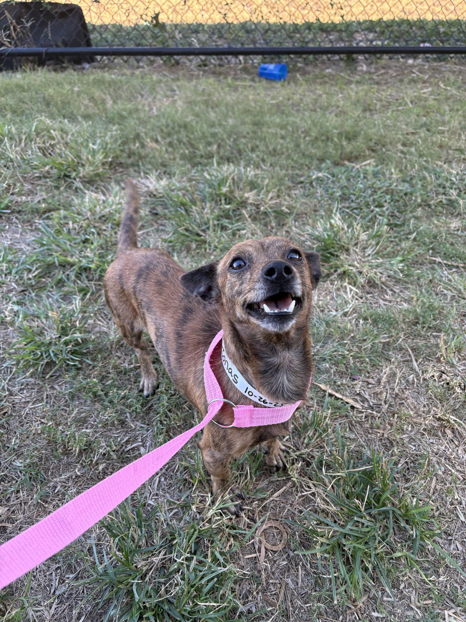 Zeke Jonas, a Adoptable Dachshund in Austin, TX image 3/3