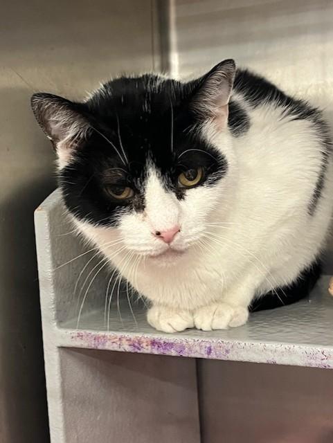 Oreo, Adoptable, Adult Male Domestic Short Hair.