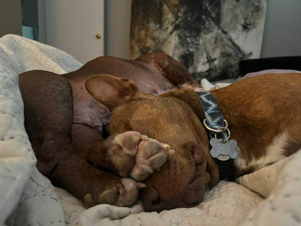 Ricardo #A-138740 💜 🇨🇦, Adoptable, Adult Male Pit Bull Terrier & Shepherd.