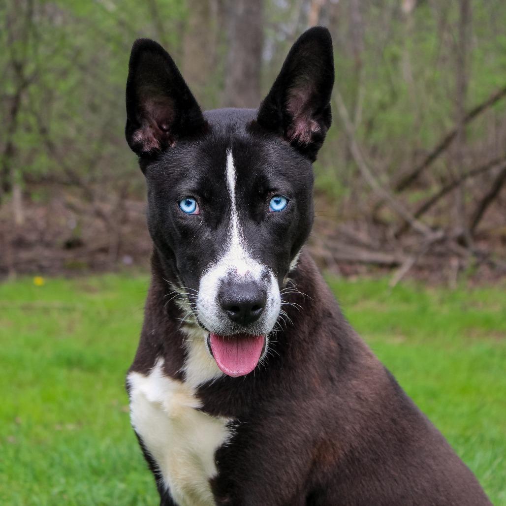 Enlarge Rogue 30, a Adoptable Husky in Canastota, NY image 2/3