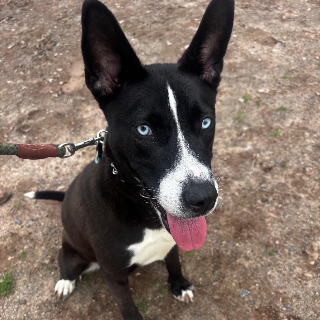 Enlarge Rogue 30, a Adoptable Husky in Canastota, NY image 3/3