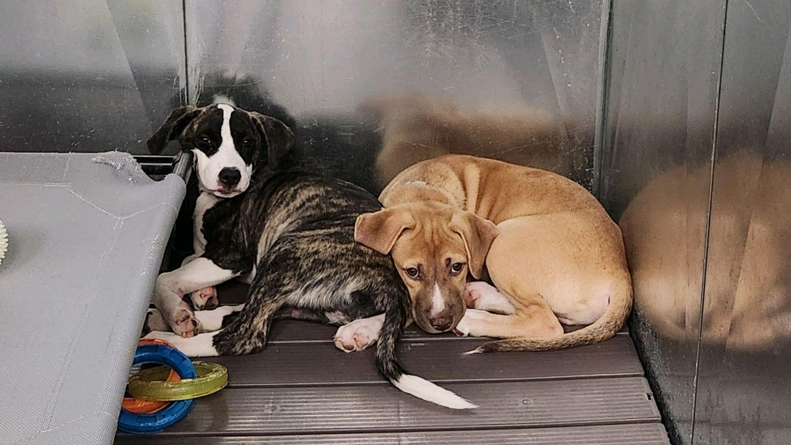 Diana, a ADOPTABLE Mixed Breed in North Augusta, SC image 2/5