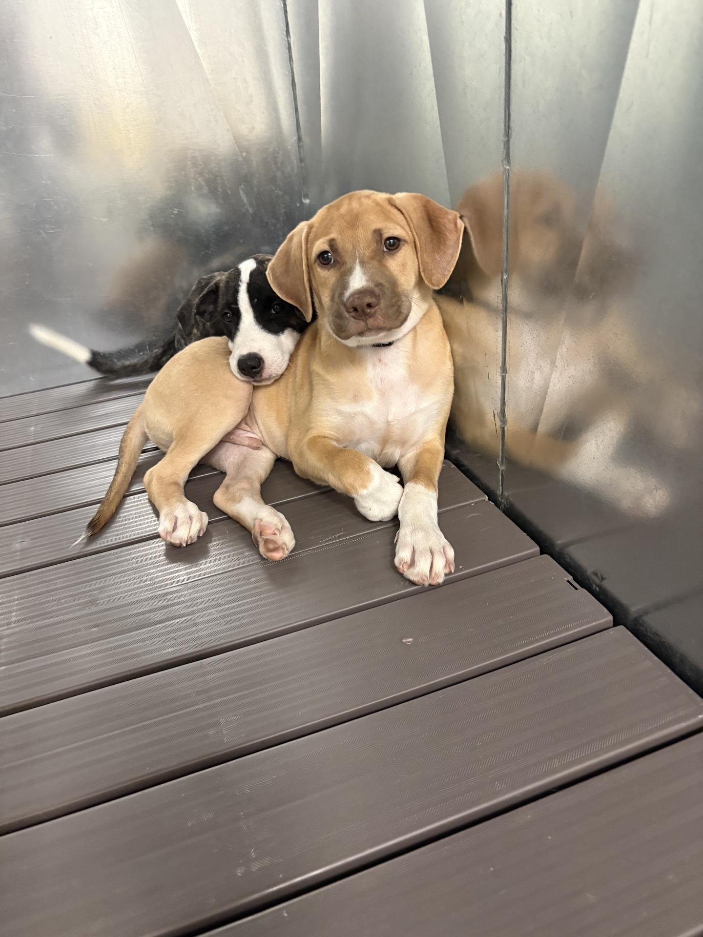 Diana, ADOPTABLE, Young Female Mixed Breed.