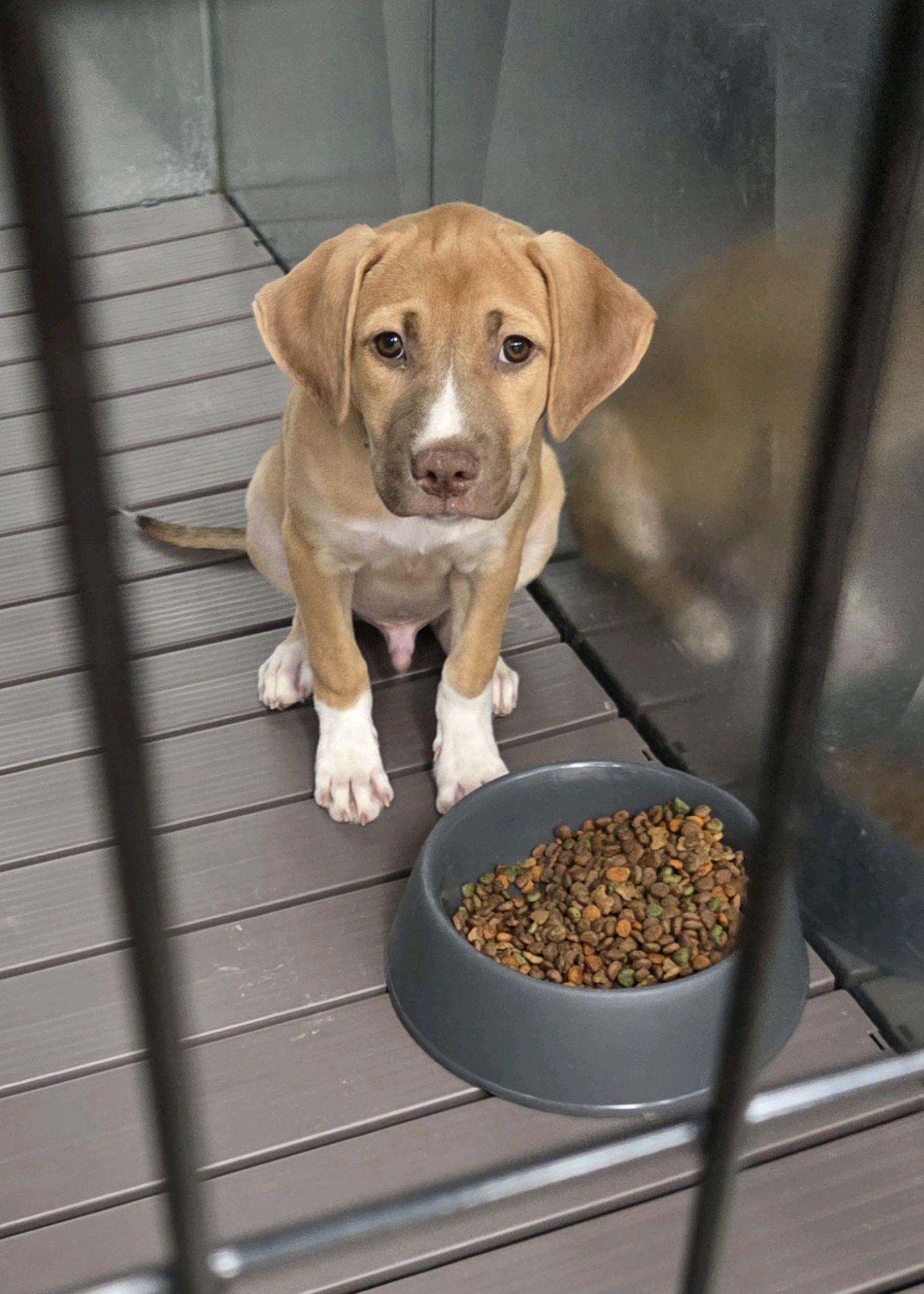 Diana, a ADOPTABLE Mixed Breed in North Augusta, SC image 3/5