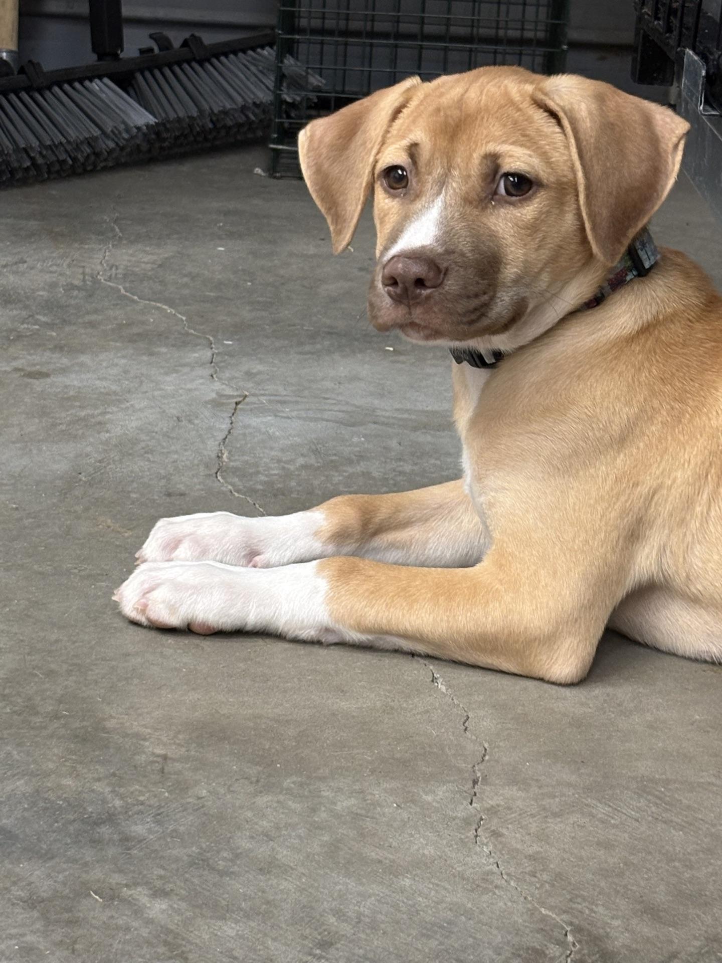 Diana, a ADOPTABLE Mixed Breed in North Augusta, SC image 4/5