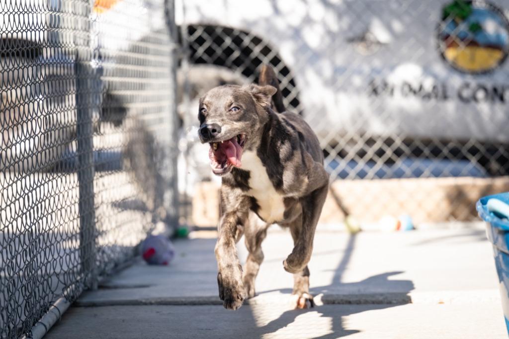 Enlarge Shiloh, a Adoptable mixed breed in Twentynine Palms, CA image 1/5