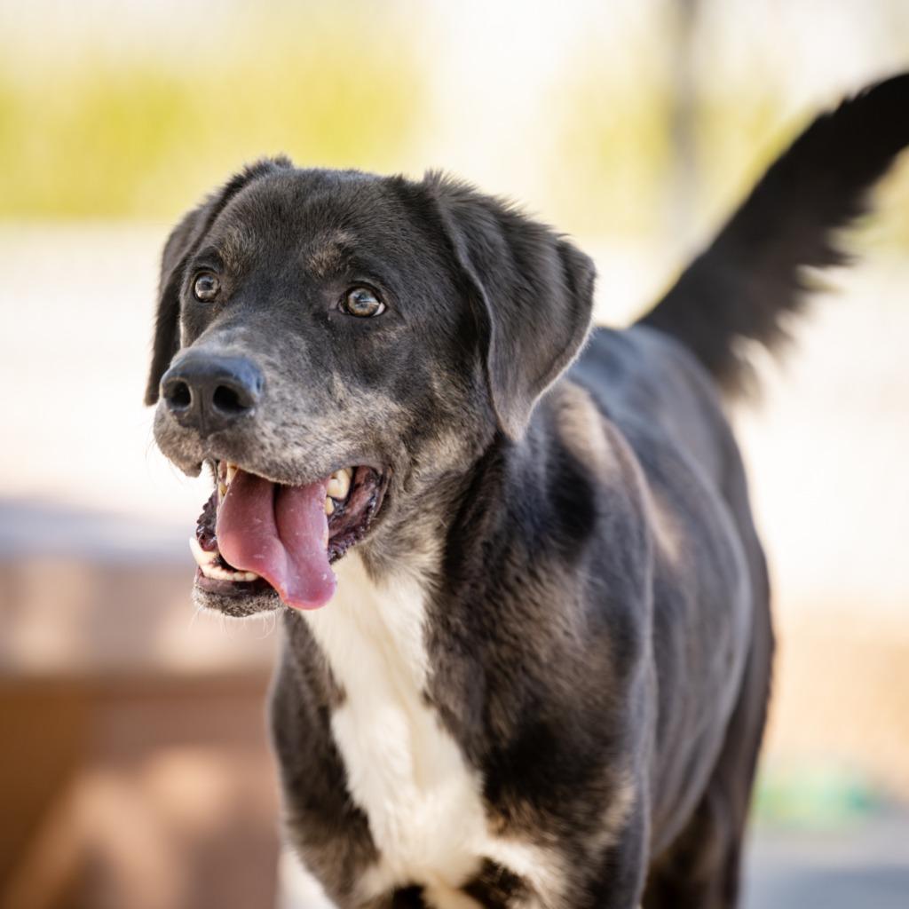 Enlarge Shiloh, a Adoptable mixed breed in Twentynine Palms, CA image 3/5