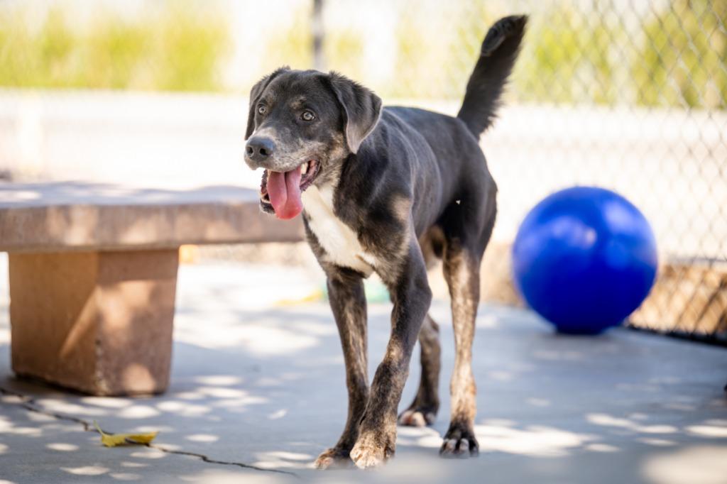 Enlarge Shiloh, a Adoptable mixed breed in Twentynine Palms, CA image 4/5