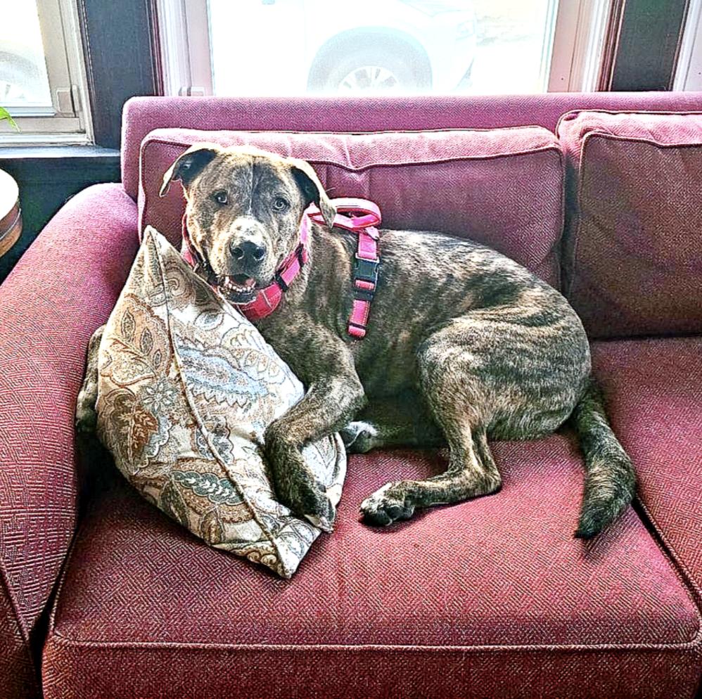 Kevin, Adult Male Mountain Cur