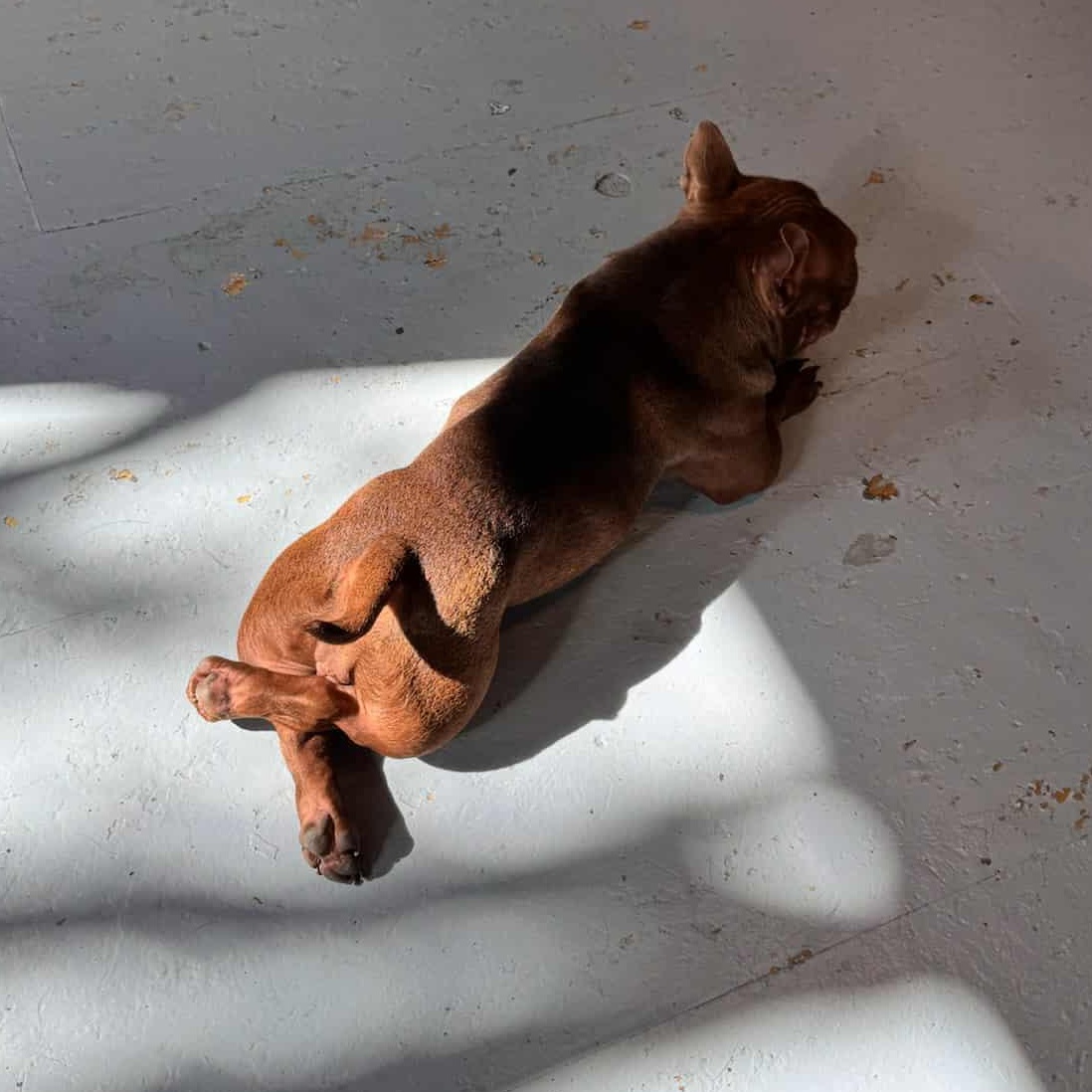 Wheezy, a Adoptable mixed breed in Burlington, WA image 4/4