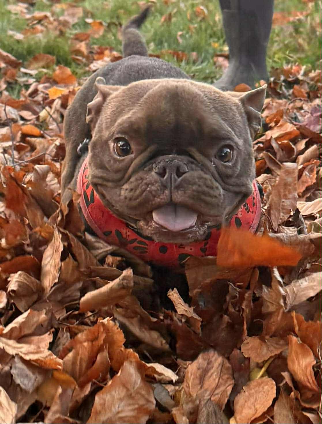 Wheezy, a Adoptable mixed breed in Burlington, WA image 2/4