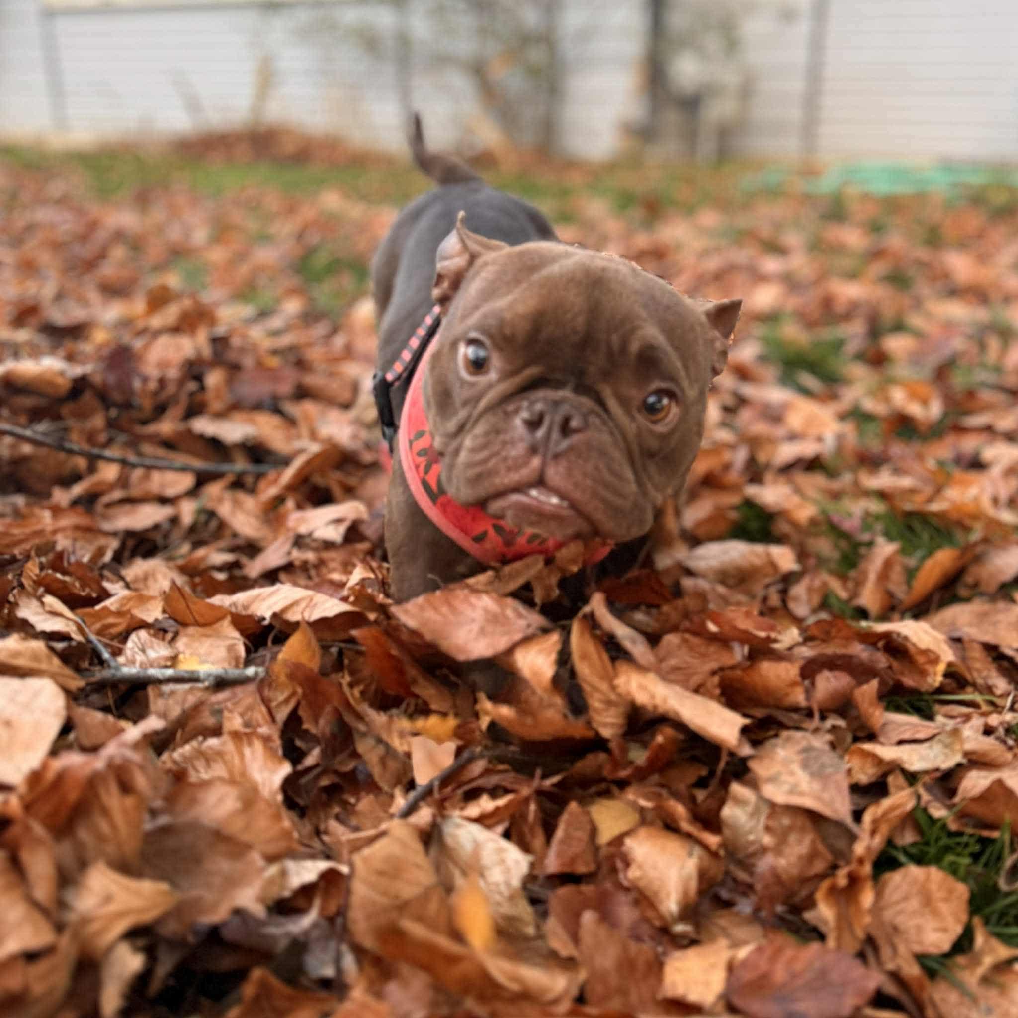 Wheezy, a Adoptable mixed breed in Burlington, WA image 3/4