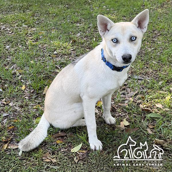 Enlarge LUMI, a Adoptable mixed breed in Irvine, CA image 1/1