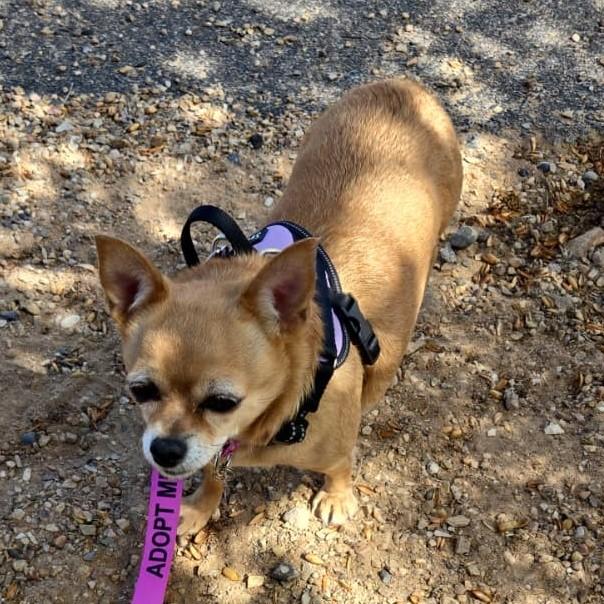 Enlarge Sweetie, an adopted mixed breed in Albuquerque, NM image 2/2