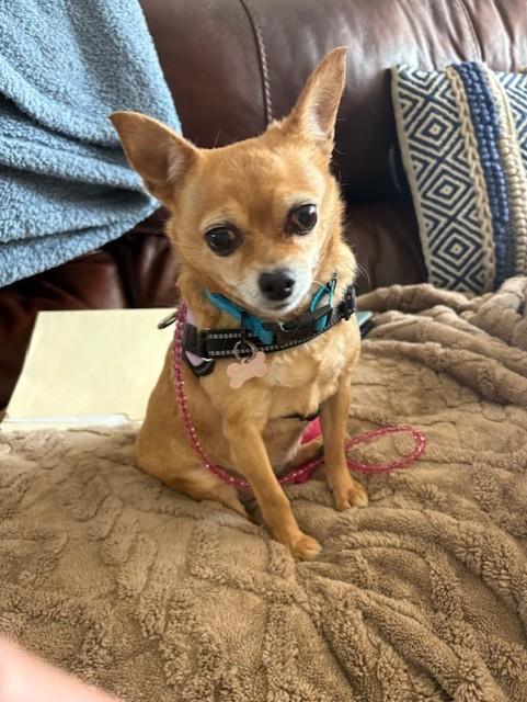 Enlarge Sweetie, an adopted mixed breed in Albuquerque, NM image 1/2