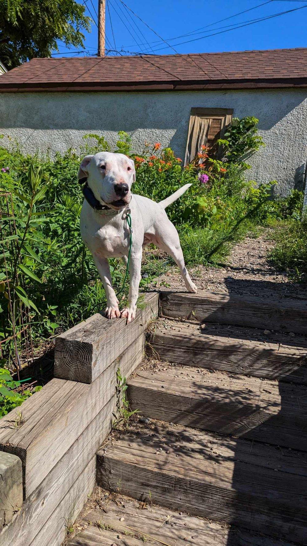 Heineken - FOSTER NEEDED!!!, a Adoptable Bull Terrier in Minneapolis, MN image 1/6