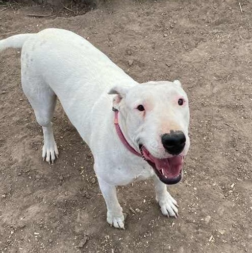Heineken - FOSTER NEEDED!!!, a Adoptable Bull Terrier in Minneapolis, MN image 2/6