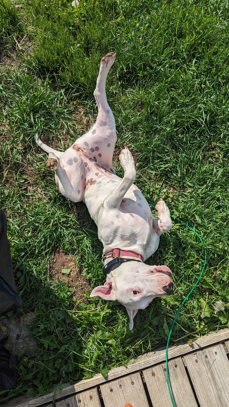 Heineken - FOSTER NEEDED!!!, a Adoptable Bull Terrier in Minneapolis, MN image 6/6