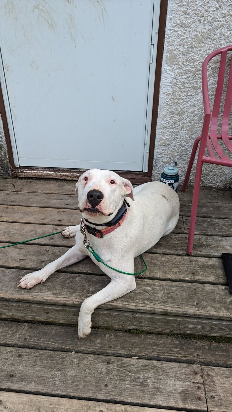 Heineken - FOSTER NEEDED!!!, a Adoptable Bull Terrier in Minneapolis, MN image 5/6