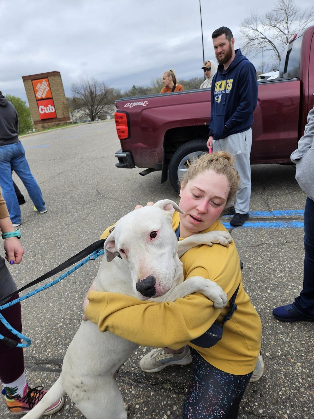 Heineken - FOSTER NEEDED!!!, a Adoptable Bull Terrier in Minneapolis, MN image 4/6