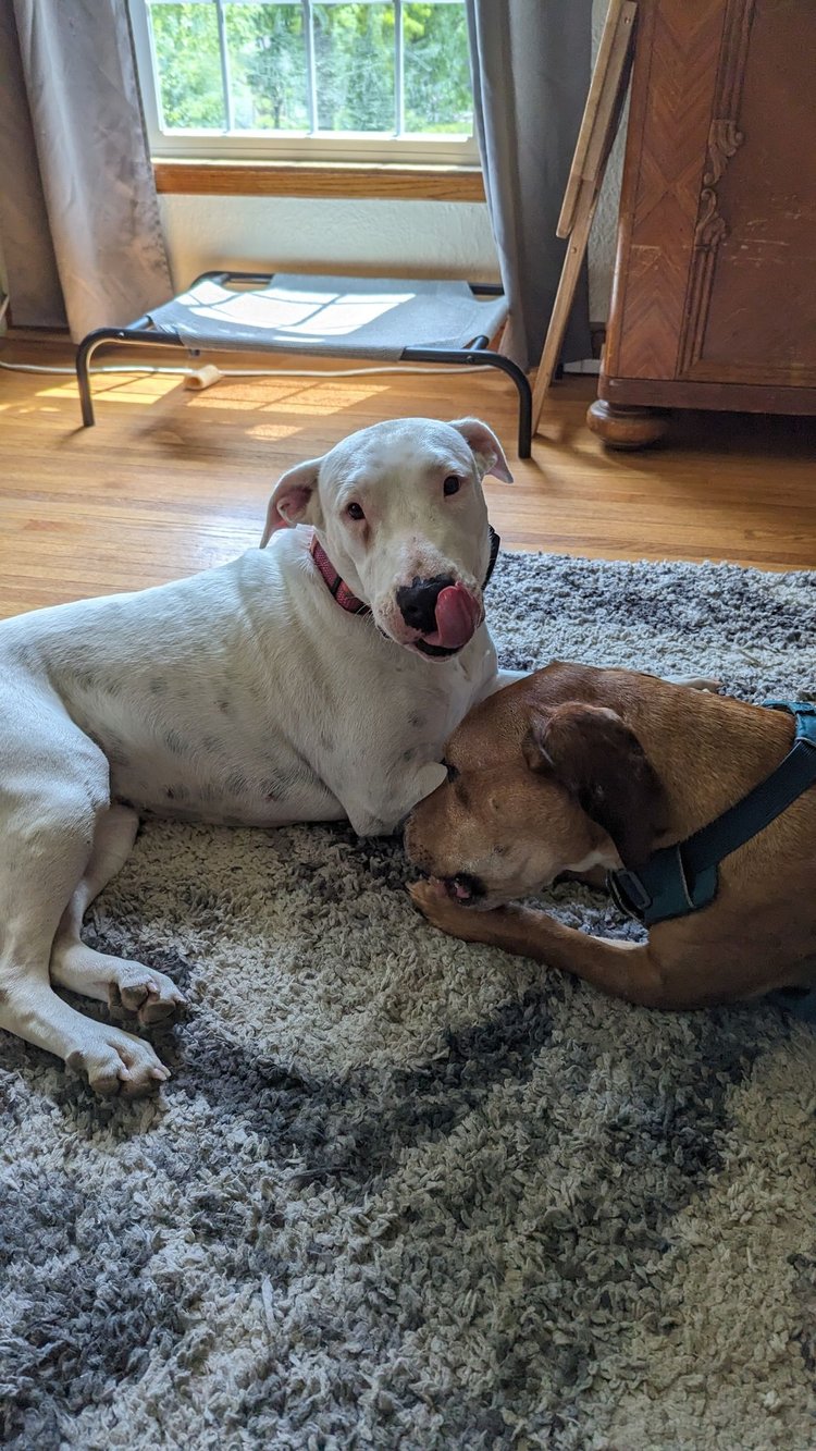 Heineken - FOSTER NEEDED!!!, a Adoptable Bull Terrier in Minneapolis, MN image 3/6