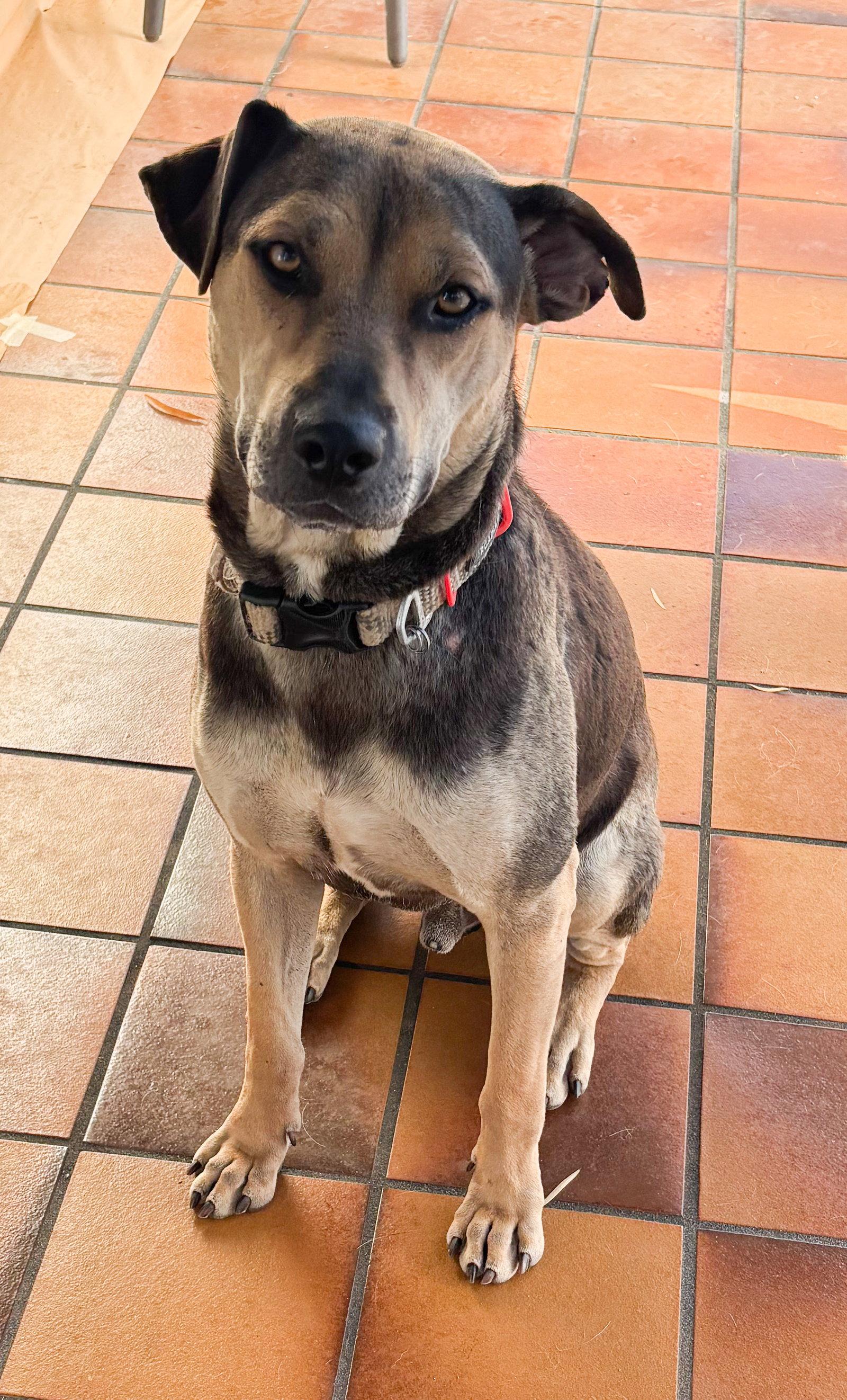 Buddy - Courtesy Post, Adoptable, Young Male Beagle & Boxer.