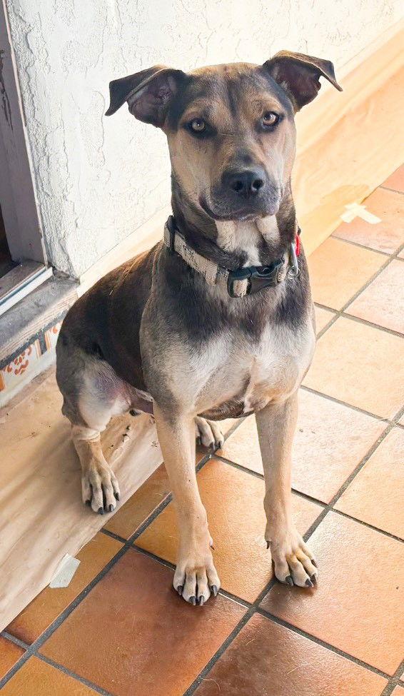 Enlarge Buddy - Courtesy Post, a Adoptable mixed breed in San Diego, CA image 2/2