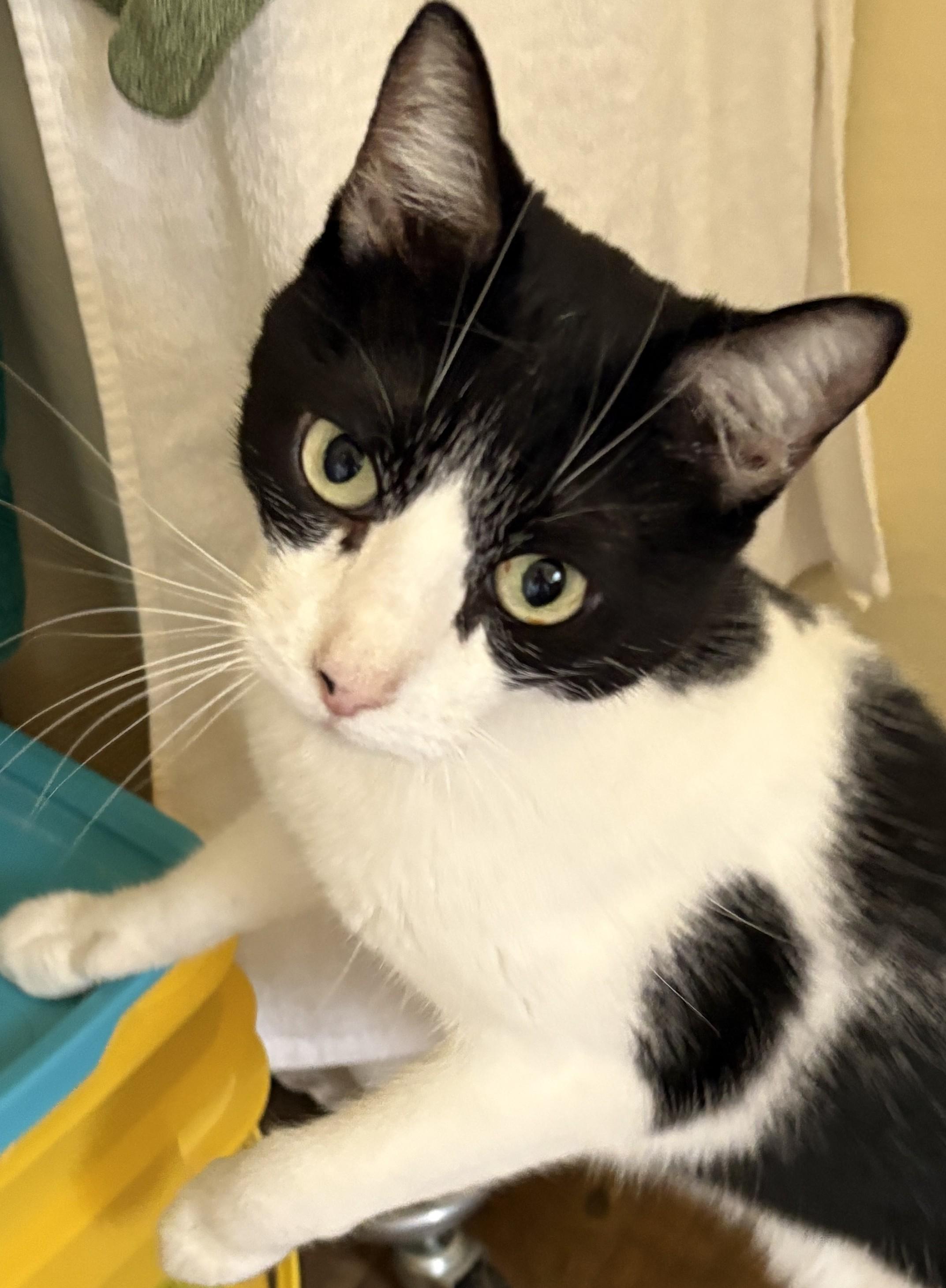 Enlarge KC, a Adoptable Domestic Short Hair in Prescott, AZ image 6/6