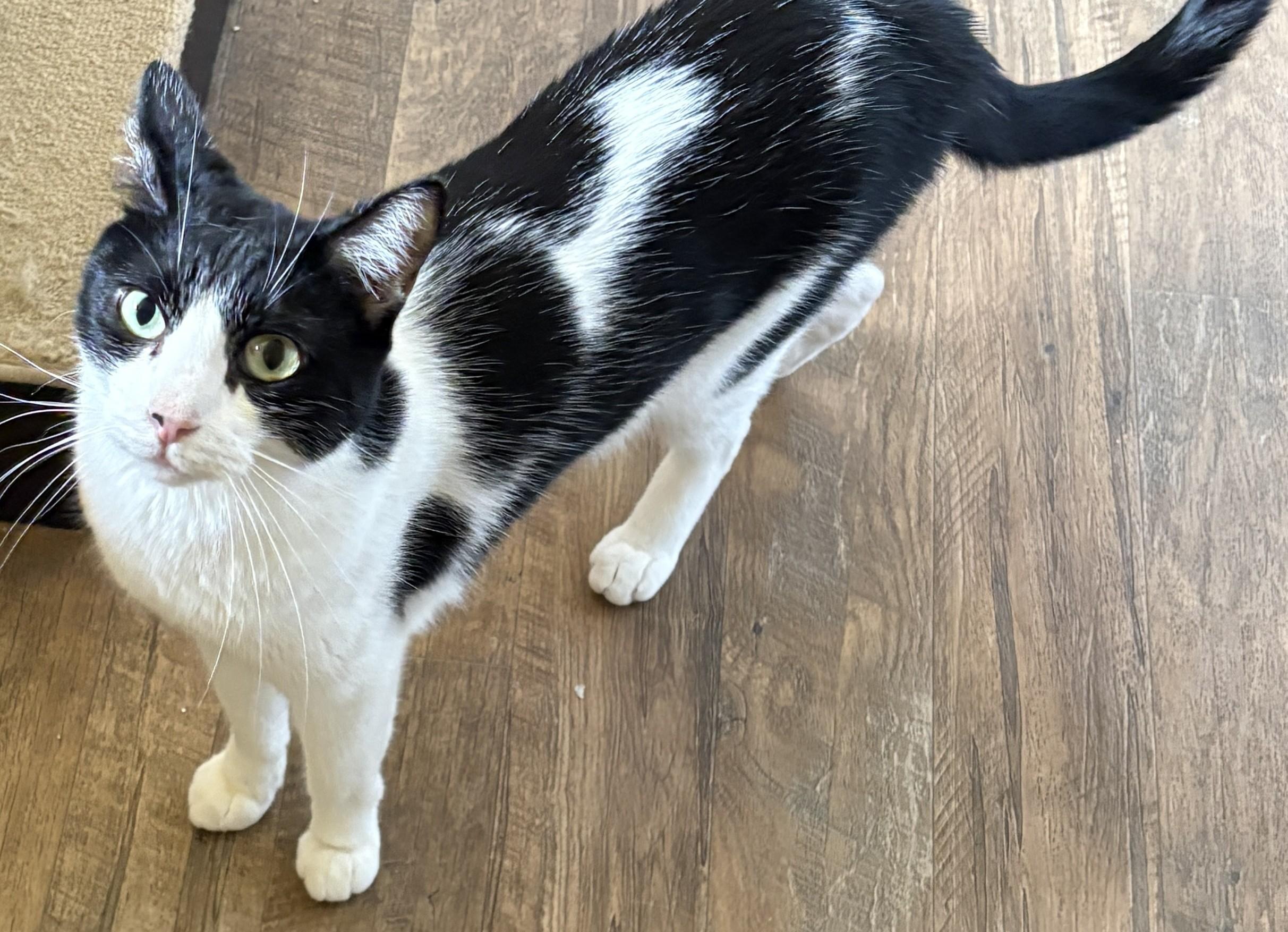 Enlarge KC, a Adoptable Domestic Short Hair in Prescott, AZ image 5/6
