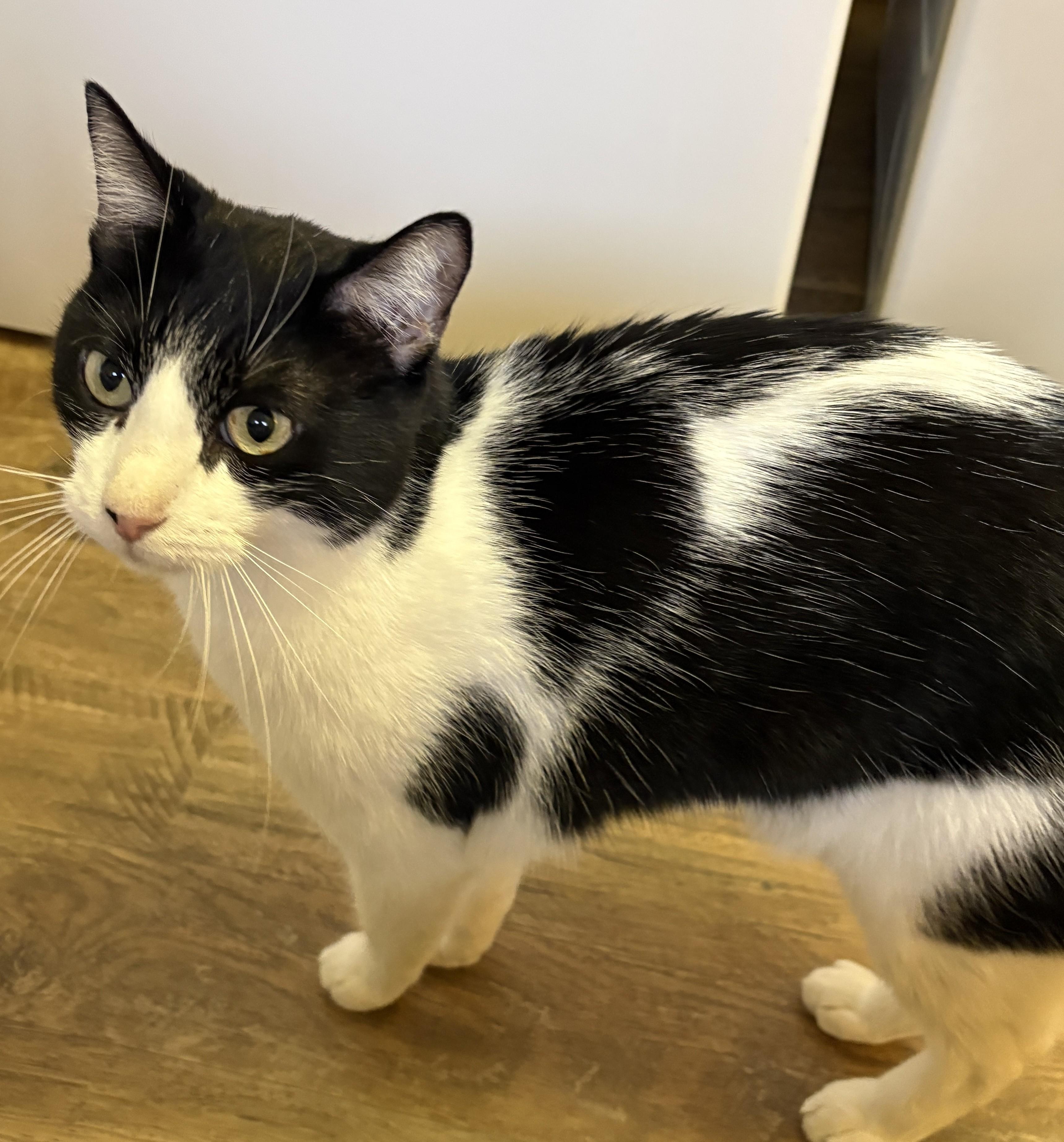 Enlarge KC, a Adoptable Domestic Short Hair in Prescott, AZ image 3/6