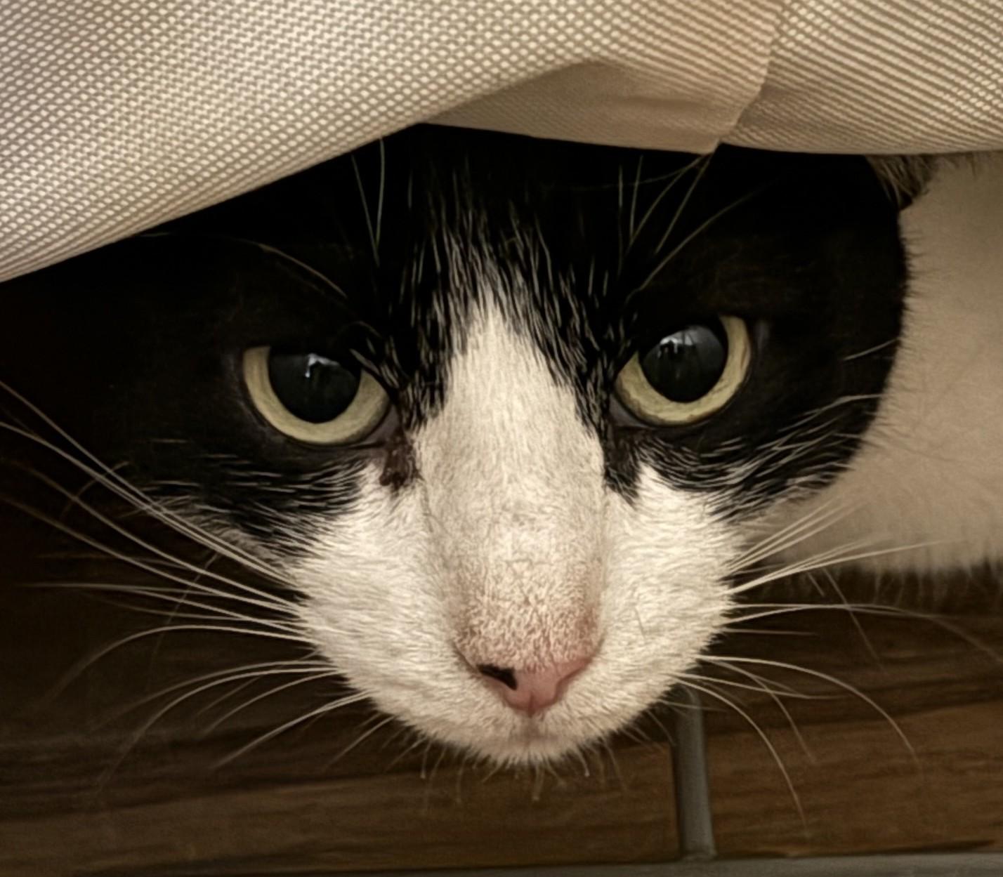Enlarge KC, a Adoptable Domestic Short Hair in Prescott, AZ image 4/6