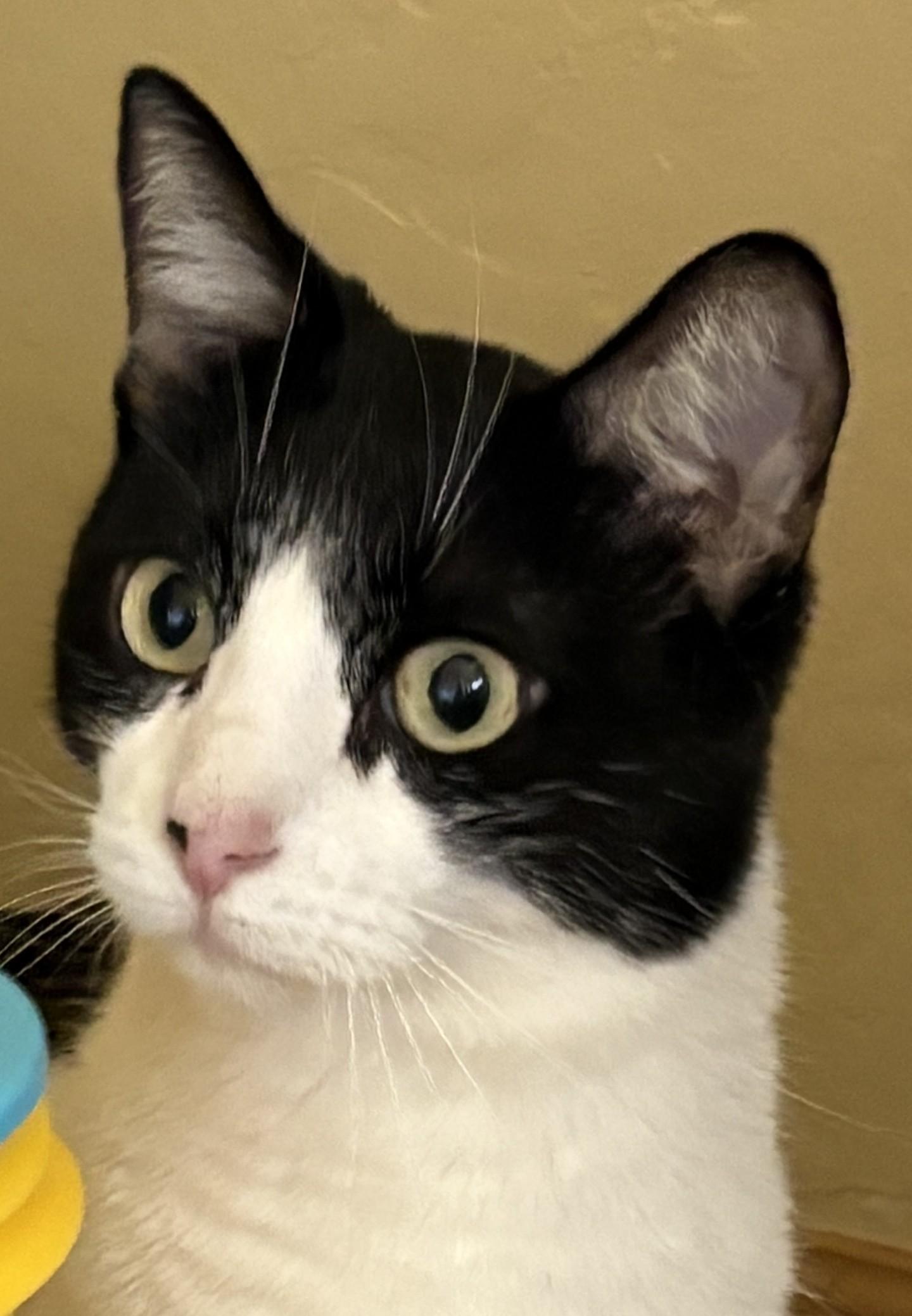 KC, Adoptable, Adult Male Domestic Short Hair.