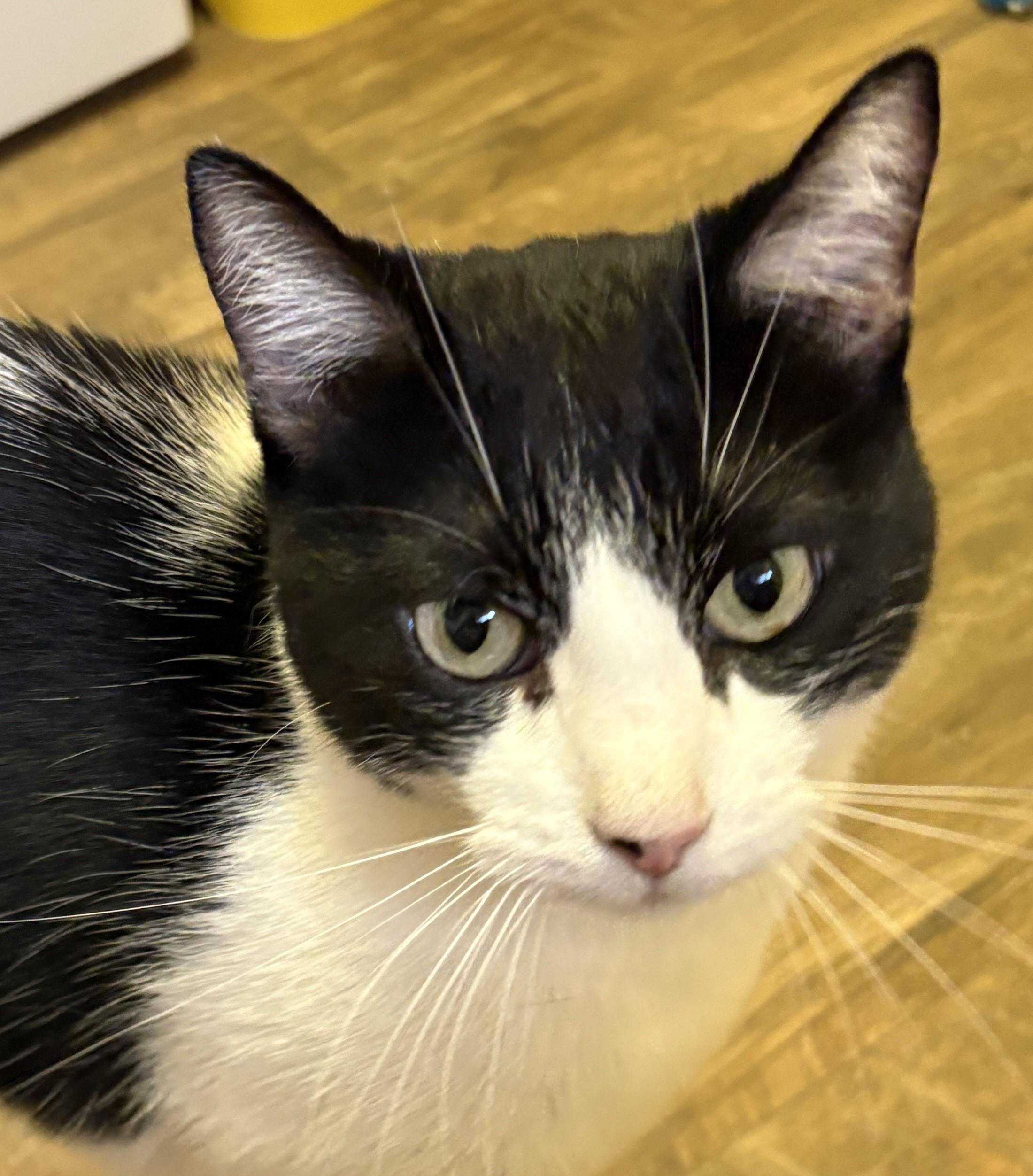 Enlarge KC, a Adoptable Domestic Short Hair in Prescott, AZ image 2/6