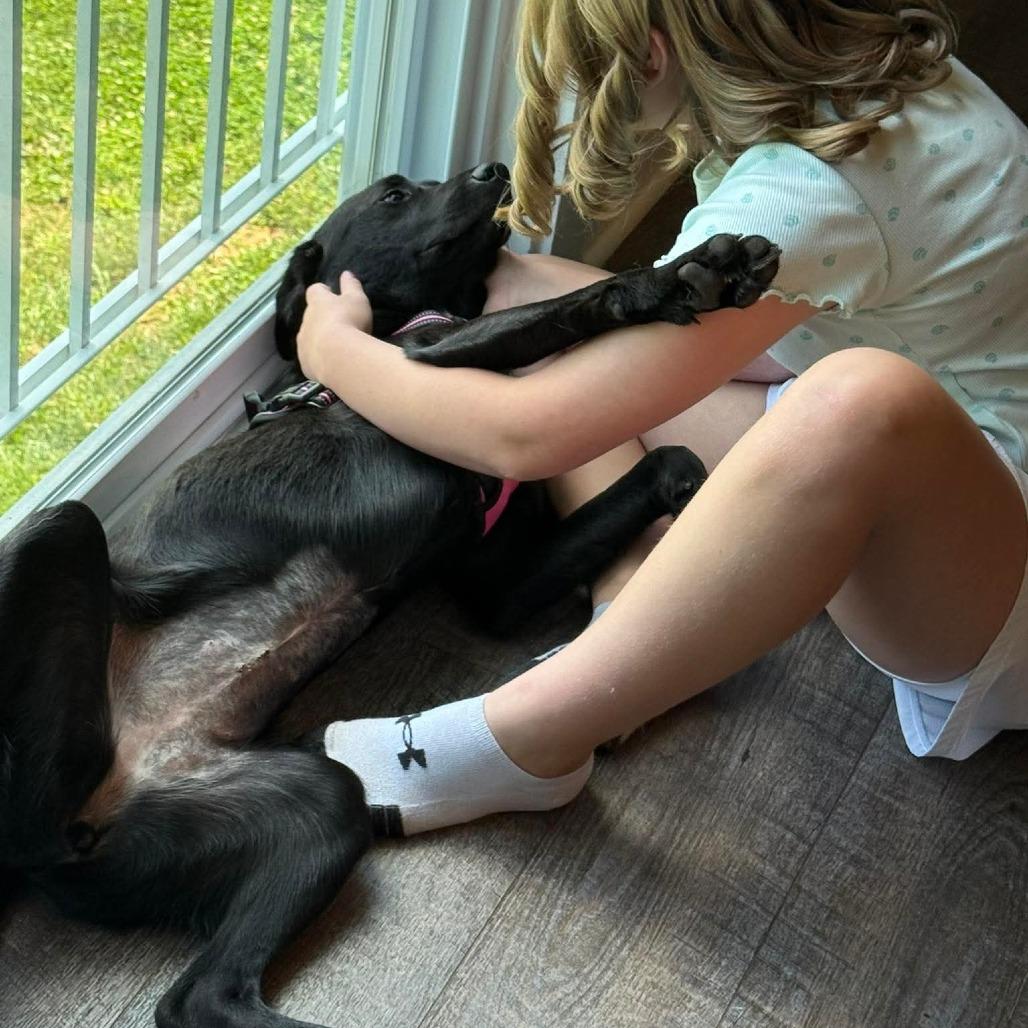 Daphne, Adoptable, Young Female Black Labrador Retriever & Mixed Breed.