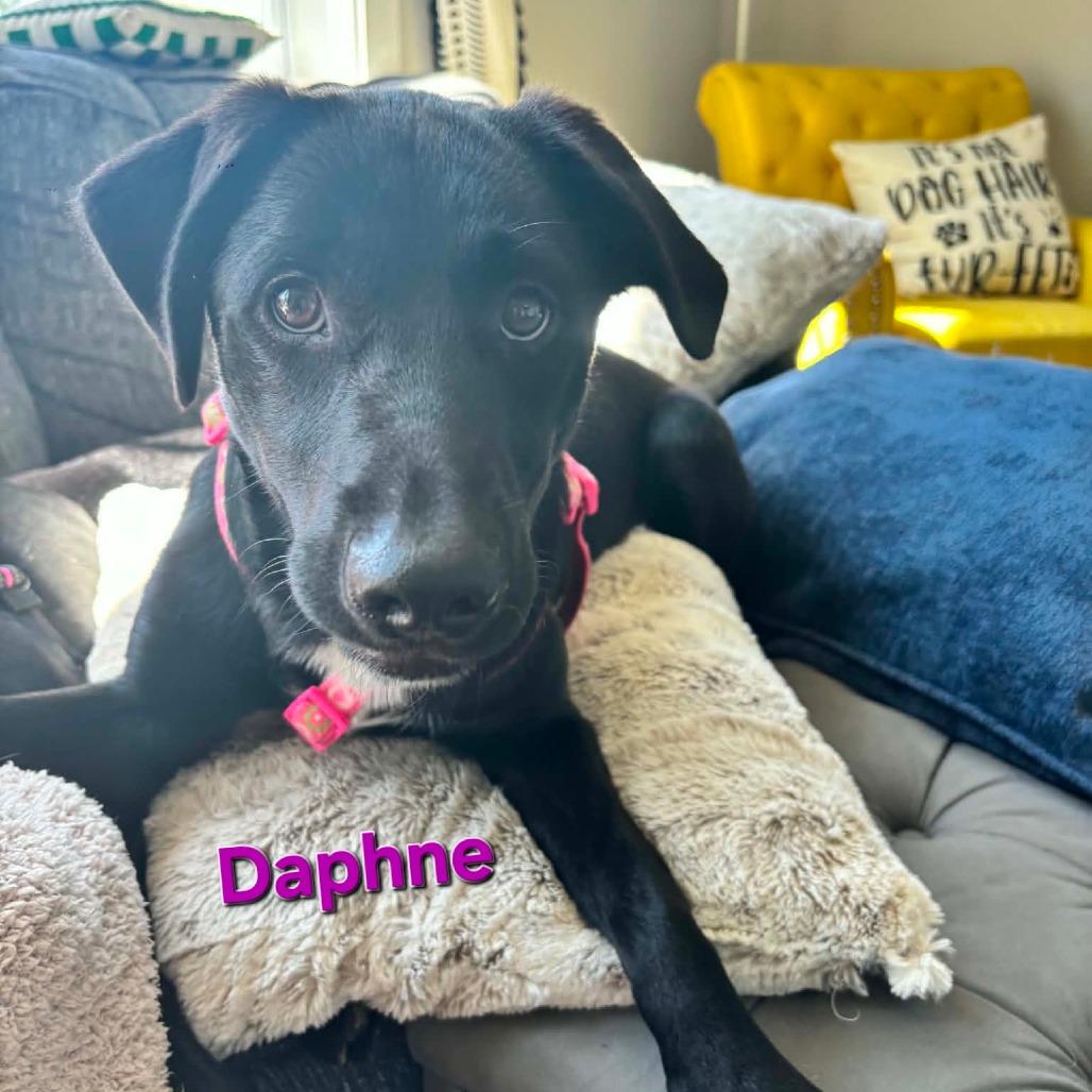Enlarge Daphne, a Adoptable mixed breed in Jarrettsville, MD image 2/6