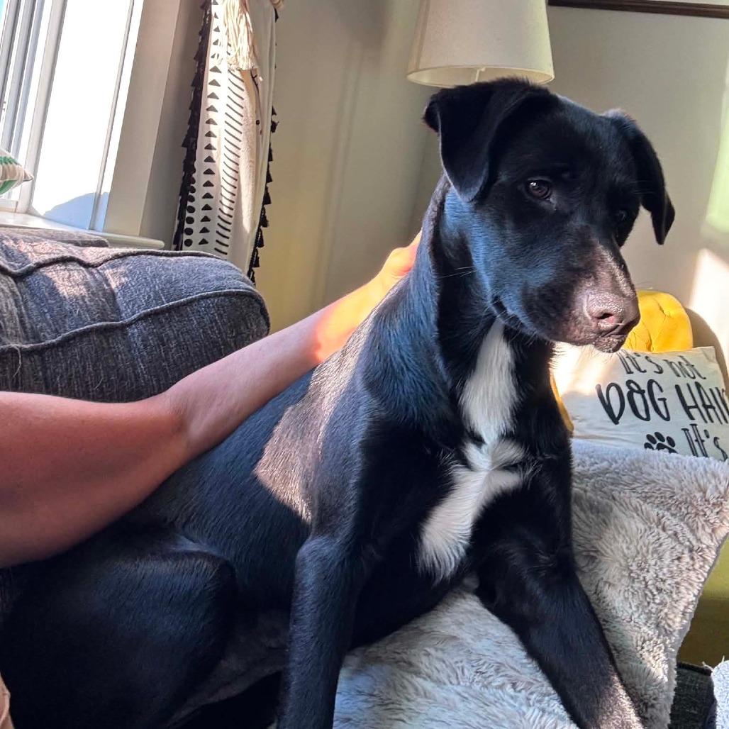 Enlarge Daphne, a Adoptable mixed breed in Jarrettsville, MD image 3/6