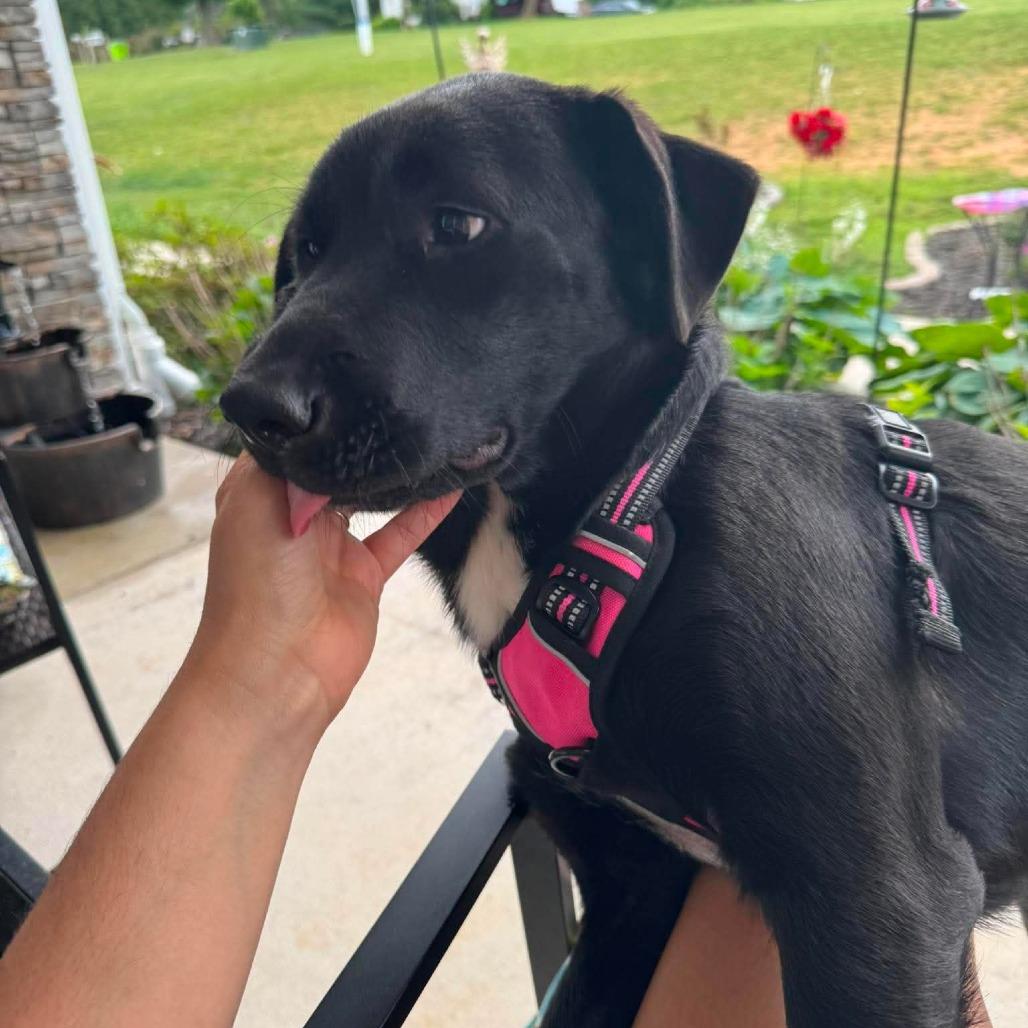 Enlarge Daphne, a Adoptable mixed breed in Jarrettsville, MD image 4/6