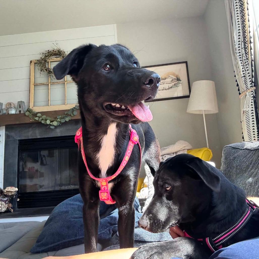 Enlarge Daphne, a Adoptable mixed breed in Jarrettsville, MD image 5/6