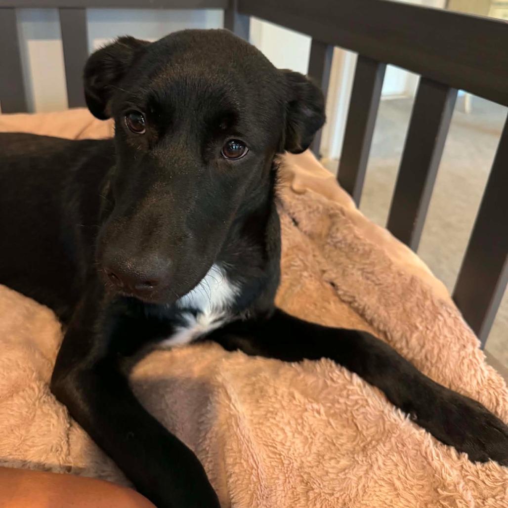 Enlarge Daphne, a Adoptable mixed breed in Jarrettsville, MD image 6/6