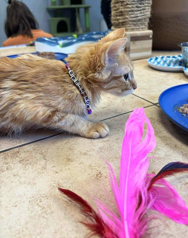 KIRK, ADOPTABLE, Young Male Domestic Short Hair.