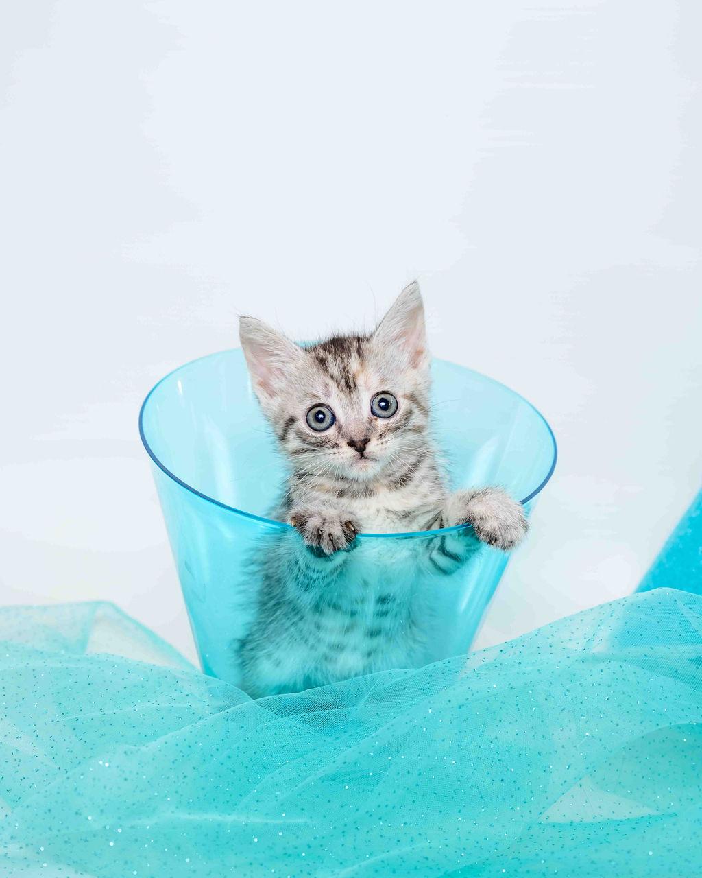 Sage - Pre Adopt - In Foster Torbie Cat