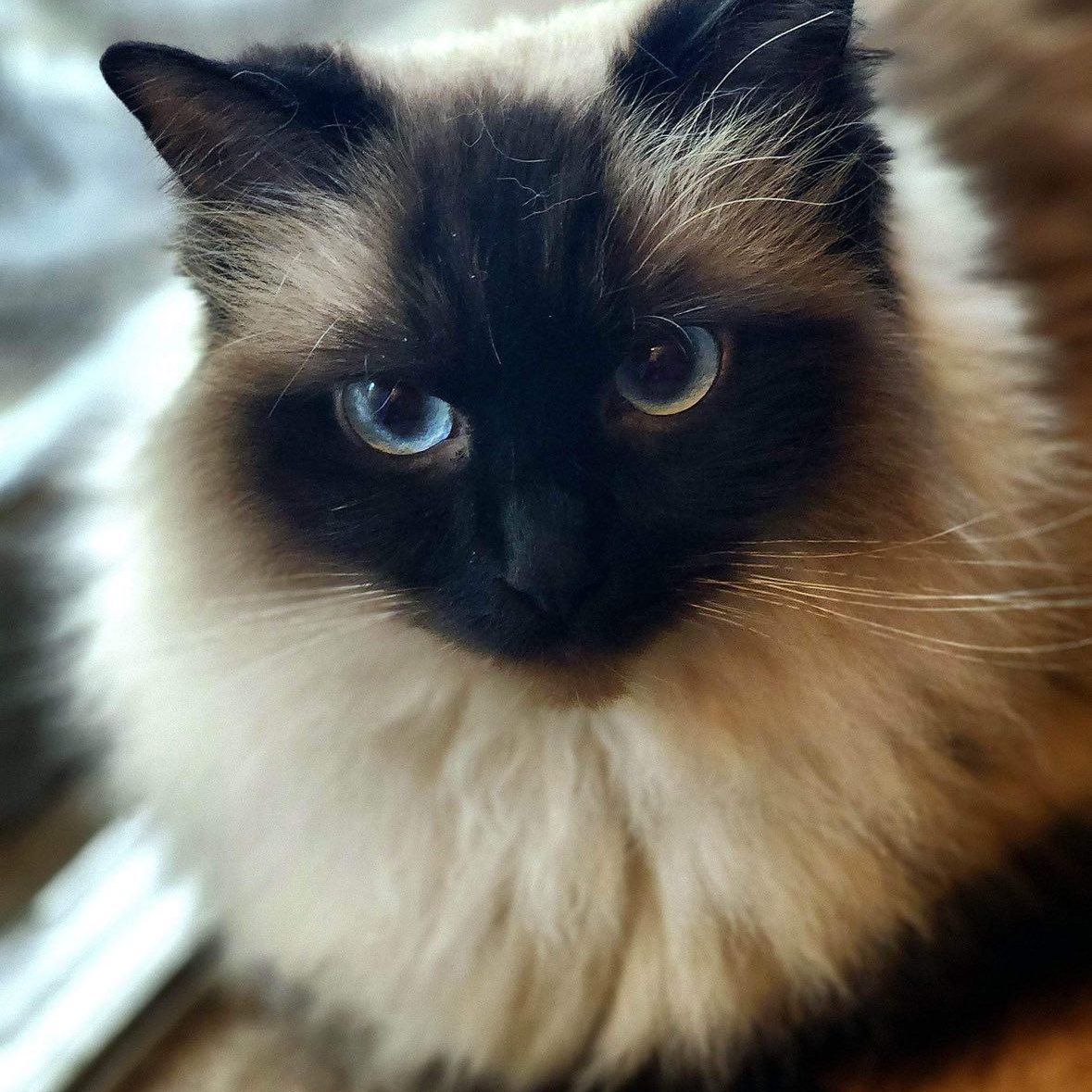 Floki, Adopted, Adult Male Ragdoll.