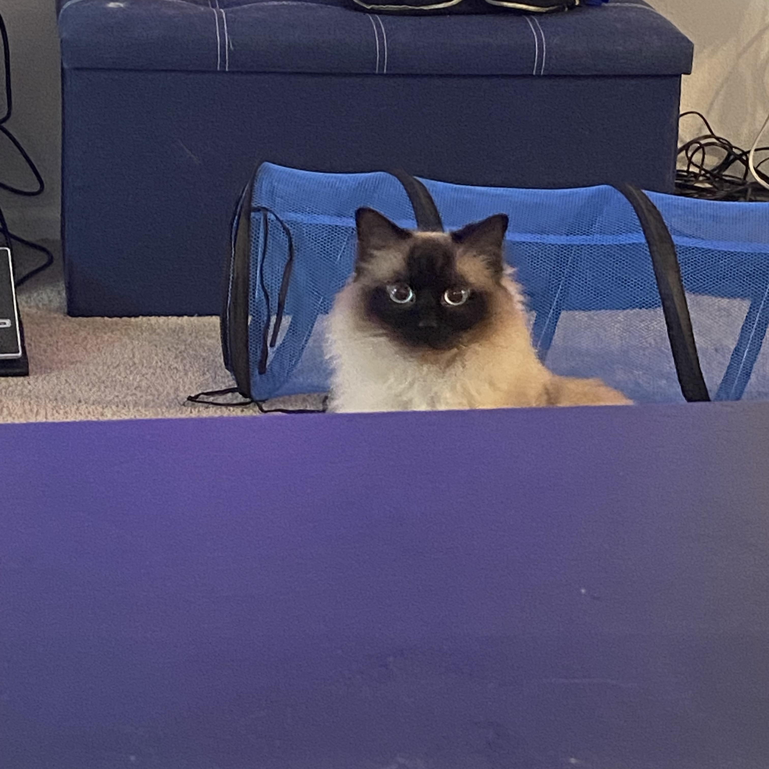 Enlarge Floki, a Adopted Ragdoll in Oceanside, CA image 3/5