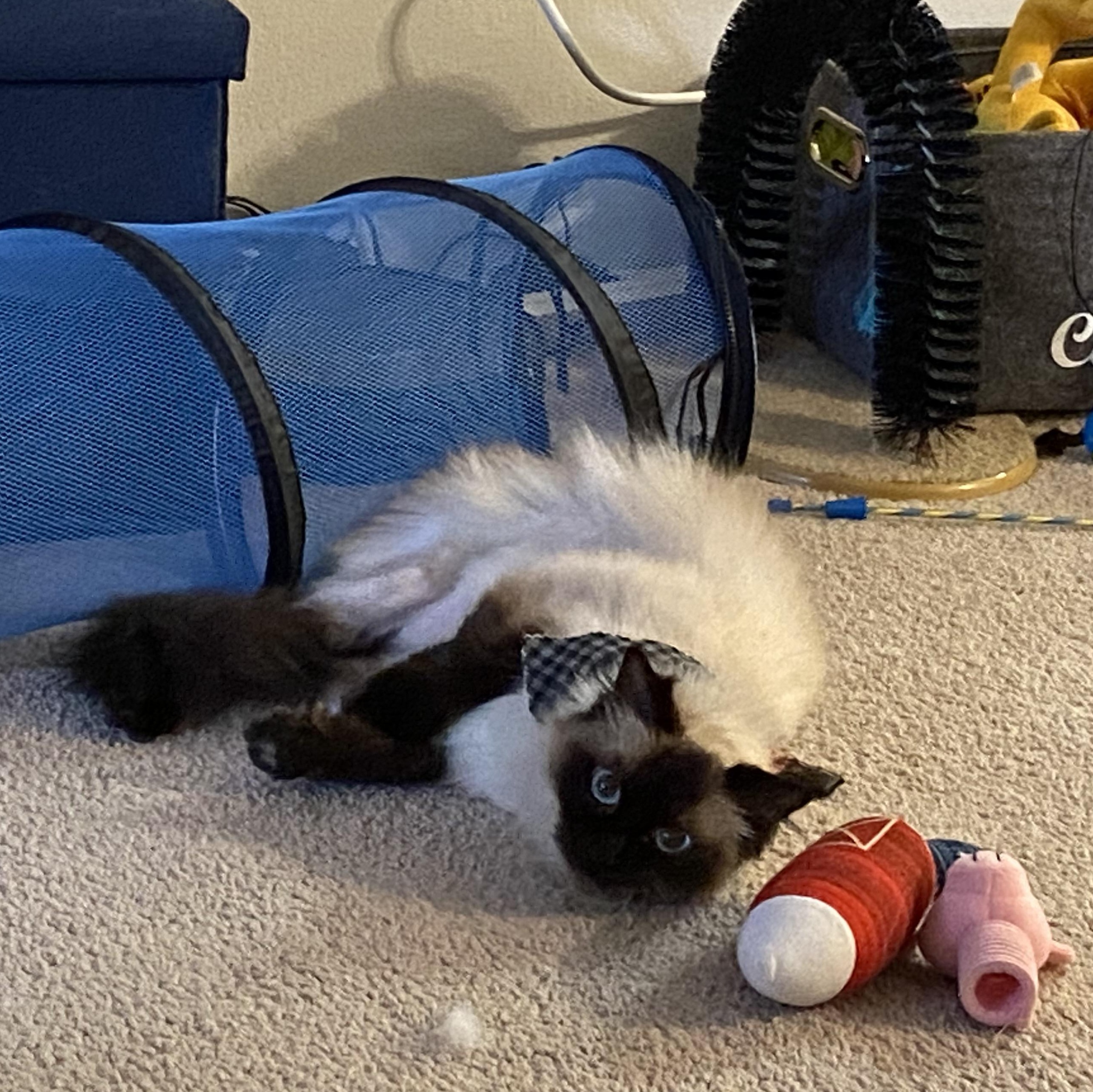 Enlarge Floki, a Adopted Ragdoll in Oceanside, CA image 5/5
